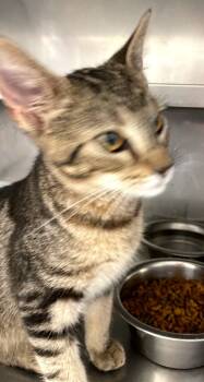 Rescue Domestic Short Hair Cats for Adoption in Bossier City, Louisiana - Nate | PetCurious