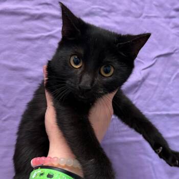 Binx -  Domestic Short Hair Cat for Adoption in Trenton, New Jersey - Binx | PetCurious