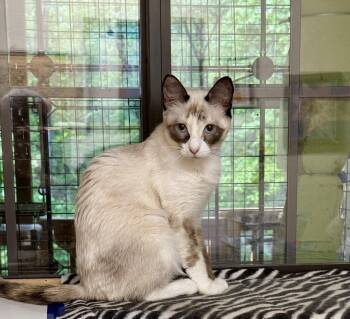 Ragdoll and Snowshoe Cats Available for Adoption in Falmouth, Maine - Aspen | PetCurious