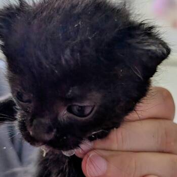 Jester -  Domestic Short Hair Cat for Adoption in Chapel Hill, North Carolina - Jester | PetCurious