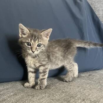 Gianna -  Domestic Short Hair Cat for Adoption in Fruit Heights, Utah - Gianna | PetCurious