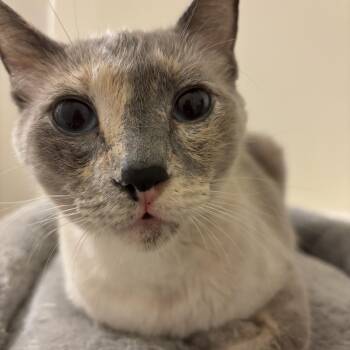 Domestic Short Hair and Siamese Cats Available for Adoption - The Duchess  | PetCurious