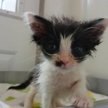 Phoenix -  Domestic Short Hair Cat for Adoption in Kanab, Utah - Phoenix | PetCurious