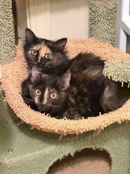 Malani -  Tortoiseshell and Domestic Medium Hair Cat for Adoption in Hammond, Louisiana - Malani | PetCurious