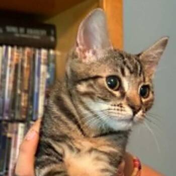 Jasper -  Domestic Short Hair Cat for Adoption in Tehachapi, California - Jasper | PetCurious