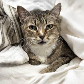 Snoopy -  Domestic Short Hair Cat for Adoption in Austin, Texas - Snoopy | PetCurious