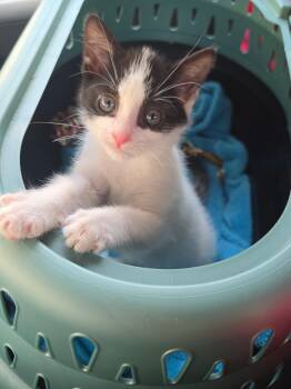 Puffin -  Tuxedo Cat for Adoption in Brighton, Michigan - Puffin | PetCurious
