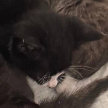 Babs -  Domestic Short Hair Cat for Adoption in West Palm Beach, Florida - Babs | PetCurious