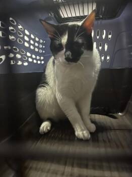 Domestic Short Hair Cats Available for Adoption in Palmetto, Florida - A135580 | PetCurious