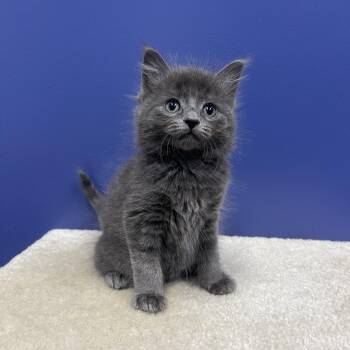 Domestic Medium Hair Cats Available for Adoption in High Ridge, Missouri - Mochi | PetCurious