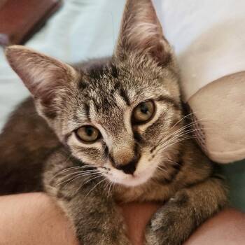Nucleus -  Domestic Short Hair Cat Available for Adoption in Richmond, Virginia - Nucleus | PetCurious