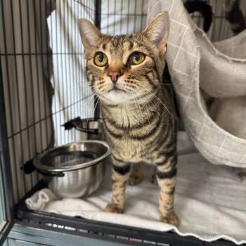 Bengal and American Shorthair Cats Available for Adoption - Magnolia (Maggie) | PetCurious