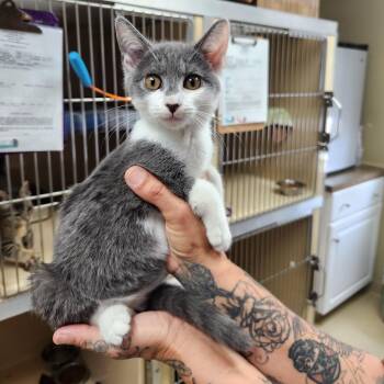 Rescue Tabby Cats for Adoption in Clarksville, Virginia - Mikala | PetCurious