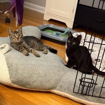 Zorro (M, Black) & Zola (F, Tabby) -  Domestic Short Hair Cat for Adoption in Bellmawr, New Jersey - Zorro (M, Black) & Zola (F, Tabby) | PetCurious