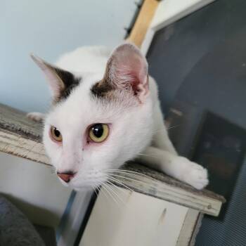 Kattigan -  Tabby and Turkish Van Cat for Adoption in Ocala, Florida - Kattigan | PetCurious