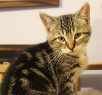 Domestic Short Hair Cats Available for Adoption in Minneapolis, Minnesota - Sunny - Pending Adoption | PetCurious