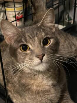 Domestic Short Hair Cats Available for Adoption in Walnut Creek, California - Eva | PetCurious