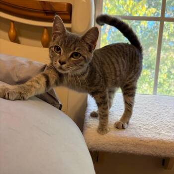 Odette -  Domestic Short Hair Cat for Adoption in Georgetown, Kentucky - Odette | PetCurious