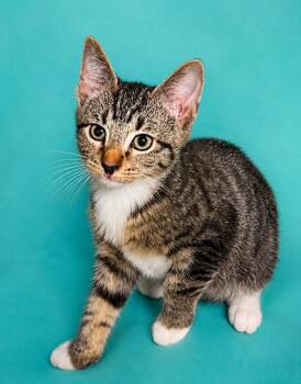 Sassy -  Domestic Short Hair Cat for Adoption in Columbia, Tennessee - Sassy | PetCurious