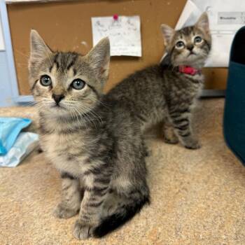 Amaranth -  Domestic Short Hair Cat for Adoption - Amaranth | PetCurious