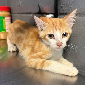 Tommy -  Domestic Short Hair Cat for Adoption in Tuscaloosa, Alabama - Tommy | PetCurious