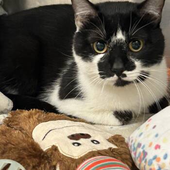 Christopher -  Domestic Short Hair Cat for Adoption in Reisterstown, Maryland - Christopher | PetCurious