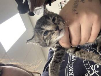 Domestic Short Hair Cats Available for Adoption in Pasadena, Texas - A184843 | PetCurious