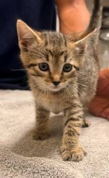 PIXEL -  Domestic Short Hair Cat for Adoption in Leesburg, Virginia - PIXEL | PetCurious