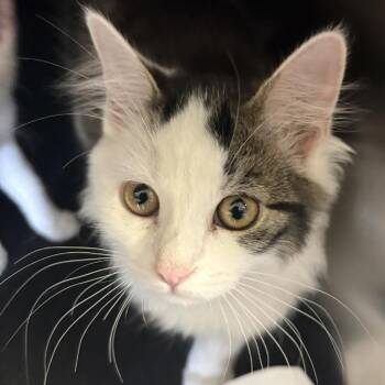 Celeste -  Domestic Short Hair Cat for Adoption in Knoxville, Tennessee - Celeste | PetCurious