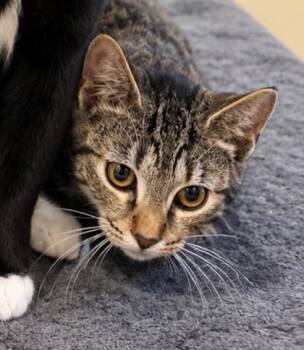 Merilleyn -  Domestic Short Hair Cat for Adoption in West Chester, Pennsylvania - Merilleyn | PetCurious
