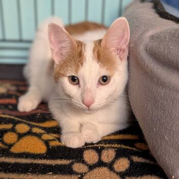 Rescue Domestic Short Hair Cats for Adoption - Coral | PetCurious