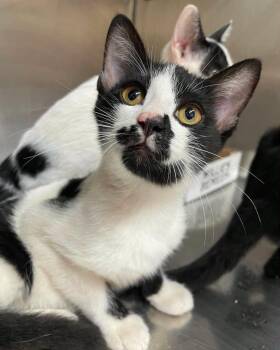 Angus -  Domestic Short Hair Cat for Adoption in Stillwater, Oklahoma - Angus | PetCurious
