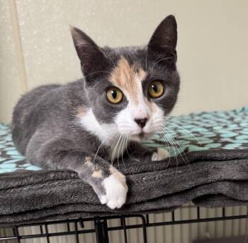 Rescue Domestic Short Hair Cats for Adoption in Binghamton, New York - S