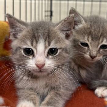 Pepper -  Domestic Short Hair Cat for Adoption in Jacksboro, Tennessee - Pepper | PetCurious
