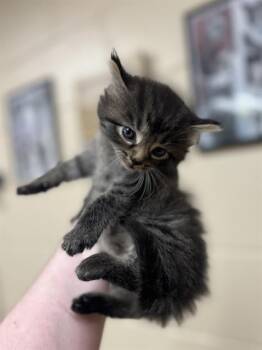 CLOWNFISH -  Domestic Medium Hair Cat for Adoption in Aliquippa, Pennsylvania - CLOWNFISH | PetCurious
