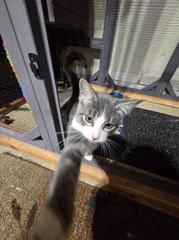 Rescue Tuxedo and Tabby Cats for Adoption in Lucas, Texas - Catalina | PetCurious