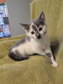 Pixie -  Domestic Short Hair Cat for Adoption in Brockport, New York - Pixie | PetCurious