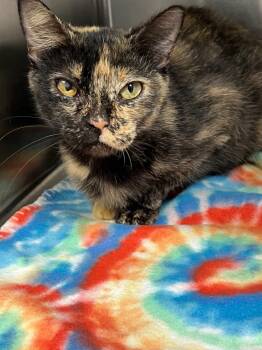 Rescue Domestic Short Hair Cats for Adoption in Labelle, Florida - Callie | PetCurious