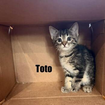 Toto -  Domestic Short Hair Cat for Adoption in Reeseville, Wisconsin - Toto | PetCurious