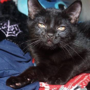 Fabio -  Domestic Short Hair Cat for Adoption in West Palm Beach, Florida - Fabio | PetCurious