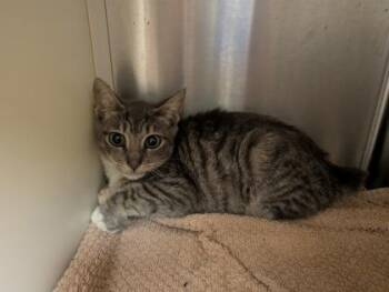 Lankey 64847 -  Domestic Short Hair Cat for Adoption in Aiken, South Carolina - Lankey 64847 | PetCurious