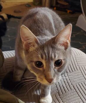 Tabby Cats Available for Adoption - Spunky | PetCurious