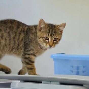 Satin -  Domestic Short Hair Cat for Adoption in Muncie, Indiana - Satin | PetCurious