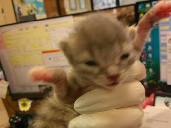 MARS -  Domestic Long Hair Cat Available for Adoption in Ocala, Florida - MARS | PetCurious