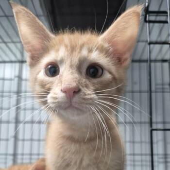 Domestic Short Hair Cats Available for Adoption in Danville, Illinois - Boogie | PetCurious