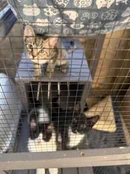 Eglantin -  Domestic Short Hair Cat for Adoption in Salisbury, North Carolina - Eglantin | PetCurious
