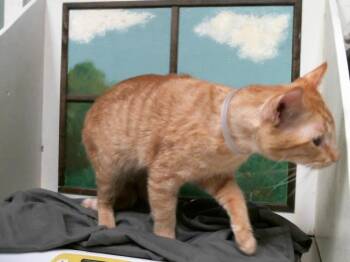 GARFIELD -  Domestic Short Hair Cat for Adoption in Houston, Texas - GARFIELD | PetCurious