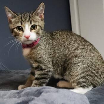 April -  Domestic Short Hair Cat for Adoption in Lakeland, Florida - April | PetCurious