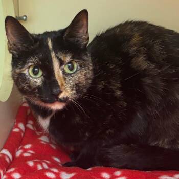 Domestic Short Hair Cats Available for Adoption - Nerissa | PetCurious