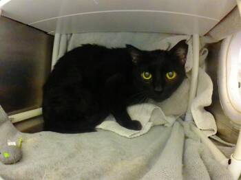 Domestic Short Hair Cats Available for Adoption in Omaha, Nebraska - MALIK | PetCurious